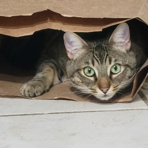 Meet your Posher, Rachael - Picture 4 of 4